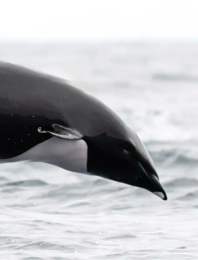 등지느러미가 없는 북방참돌고래