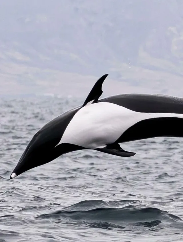 등지느러미가 없는 북방참돌고래