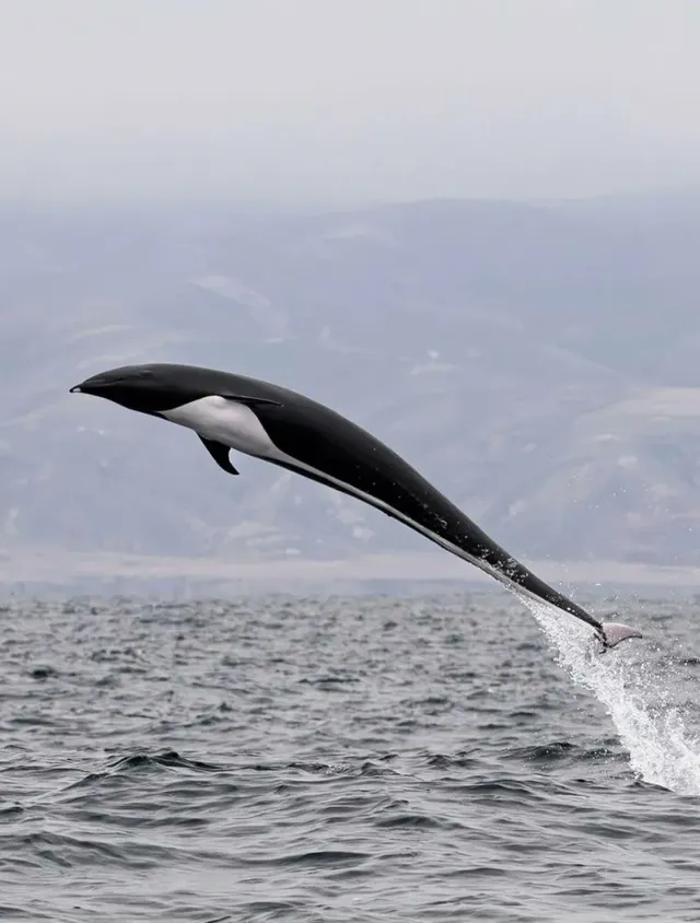 등지느러미가 없는 북방참돌고래