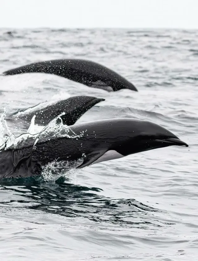 등지느러미가 없는 북방참돌고래
