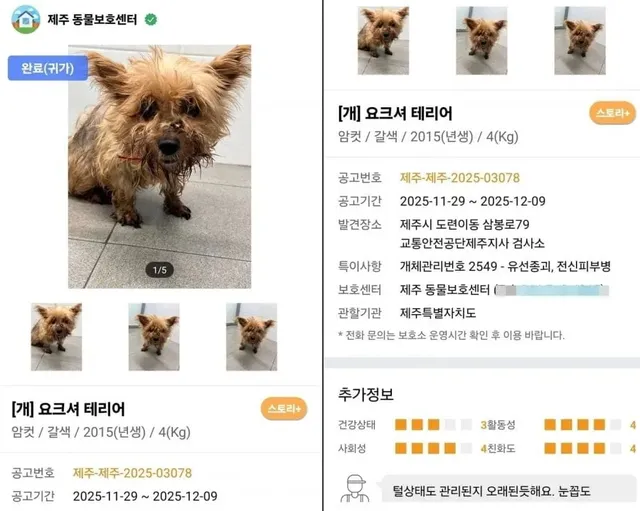 6년전 잃어버린 강아지가 돌아왔다