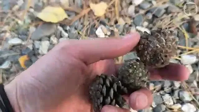 캠핑장에서 한식?을 해먹는 일본인