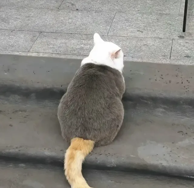 얘도 삼색고양이임