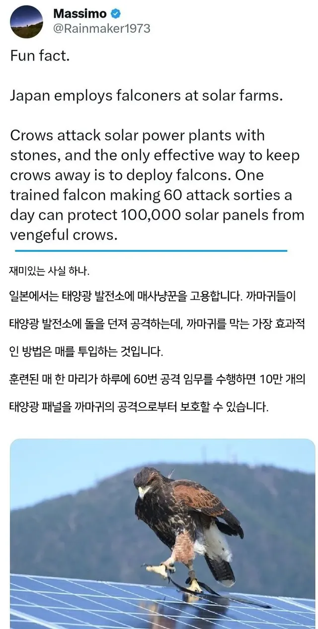 일본의 태양광 발전소에서는 매사냥꾼을 고용합니다.jpg
