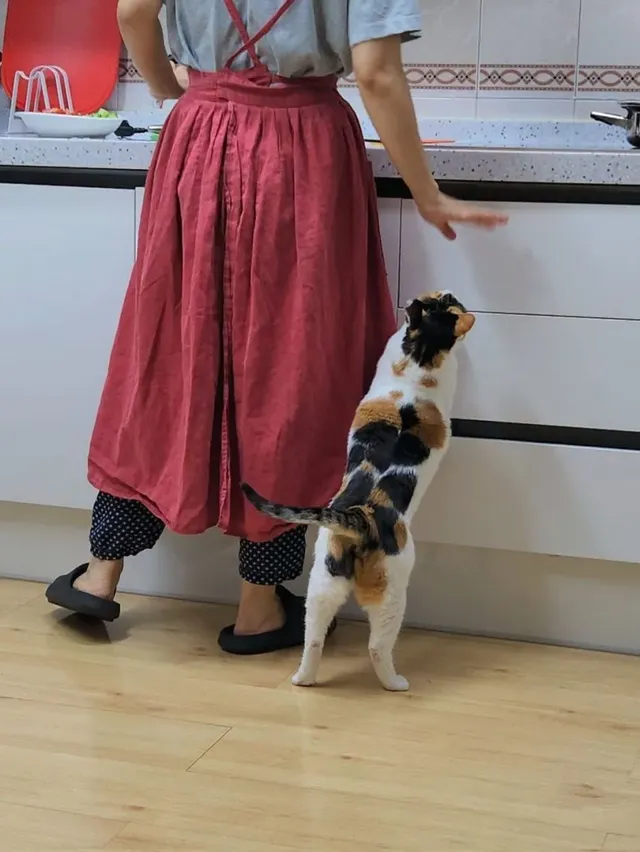 고양이 키우는 집에서 참치찌개를 끓였다