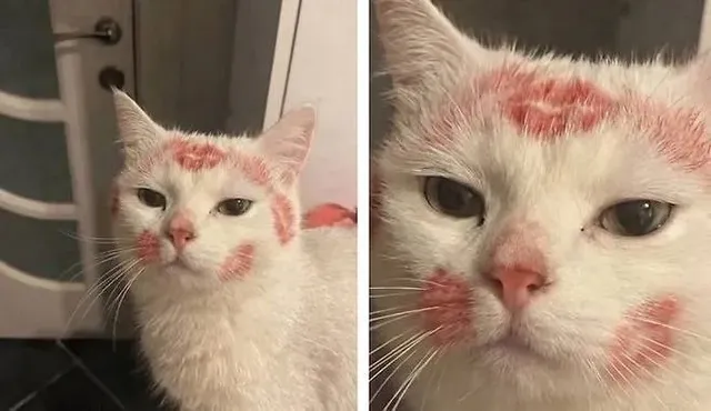 누나가 술 취해 들어온 다음날 고양이.