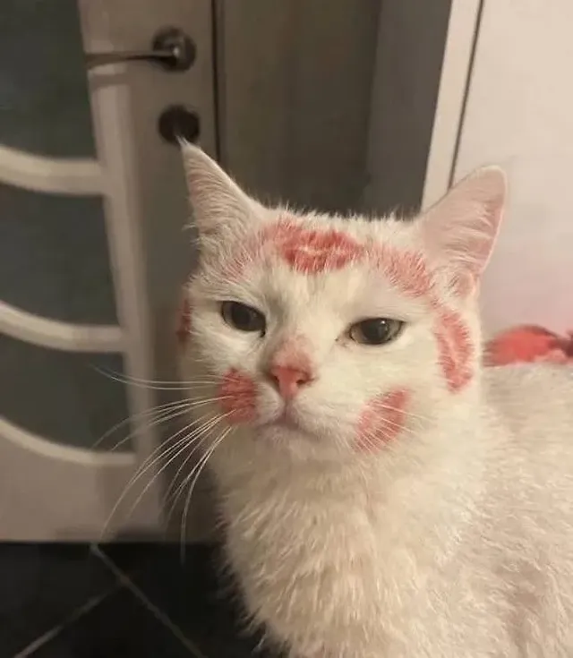 누나가 술 취해 들어온 다음날 고양이.