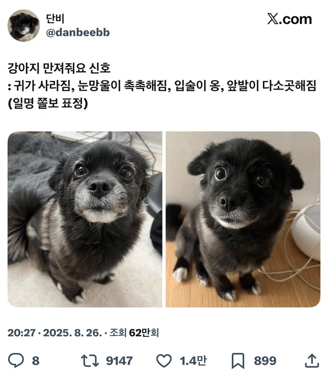 강아지의 만져줘요 신호