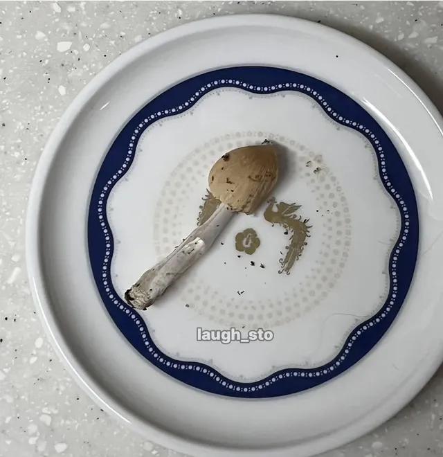 정체불명의 버섯을 먹어본 디시인.jpg