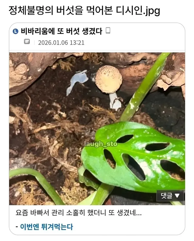 정체불명의 버섯을 먹어본 디시인.jpg