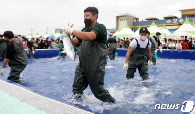3일 오후 제주 서귀포시 대정읍 모슬포항에서 열린 '제22회 최남단 방어축제'에서 도민과 관광객들이 맨손으로 방어 잡기 체험을 하고 있다.2022.12.3/뉴스1 ⓒ News1 고동명 기자