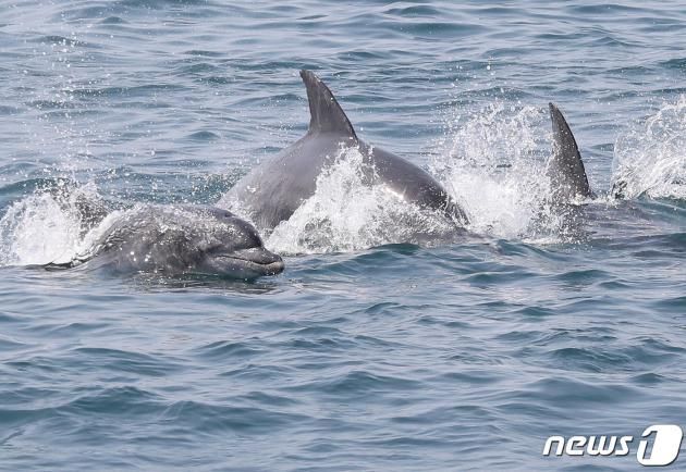 제주 서귀포시 대정읍 연안에서 남방큰돌고래가 유영하고 있다.2019.4.8/뉴스1 ⓒ News1 DB