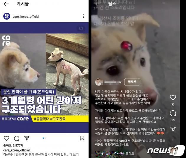 경산 학대 논란 강아지 사연이 올려진 동물권단체 케어 인스타그램 /2023.3.4/DBC뉴스