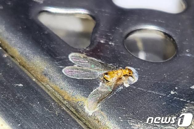 서울 강남구 논현동에서 발견된 흰개미(환경부 제공) ⓒ 뉴스1