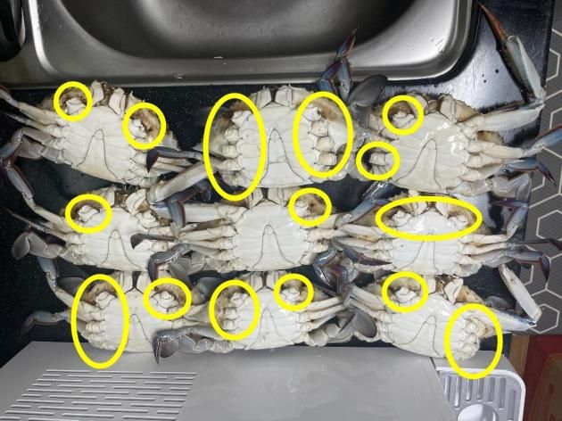 한 인천 시민이 소래포구에 들렀다 사 온 포장 꽃게. 다리가 성하게 붙어있는 꽃게가 보이지 않는다. ('보배드림' 갈무리) / DBC뉴스