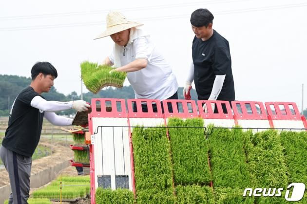 윤석열 대통령이 7일 충남 부여군 임천면 '꿈에영농조합법인'의 모내기 작업 현장을 방문해 현장 농업인들과 모내기를 하고 있다. (대통령실 제공) 2023.6.7/뉴스1 ⓒ News1 오대일 기자