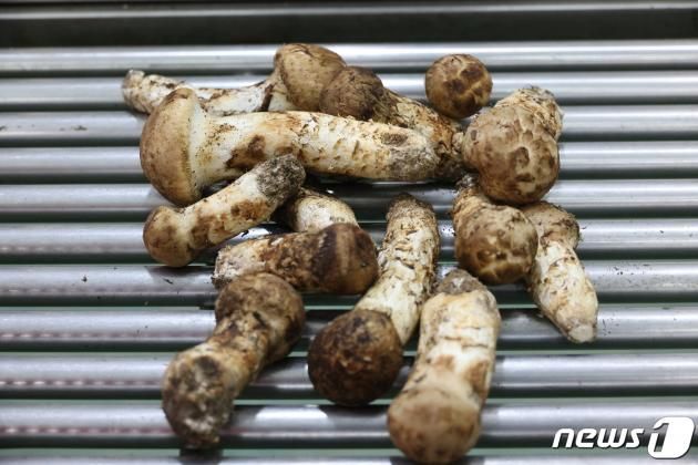 양양 송이 자료사진.(뉴스1 DB)