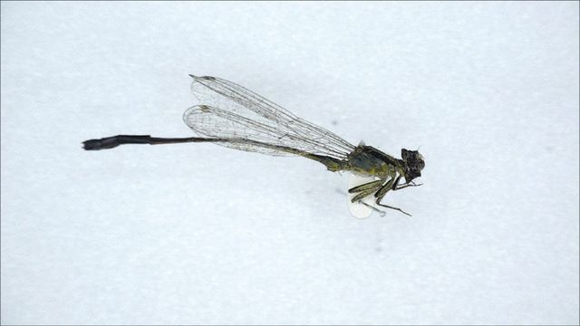 [태안해안] 신규(푸른아시아실잠자리(Ischnura senegalensis))