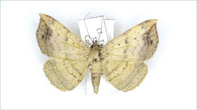 [태안해안] 신규 발견종(태백무늬나방(Blasticorhinus hoenei))