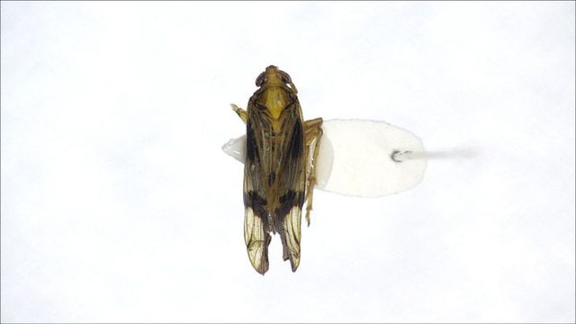 [태안해안] 신규 발견종(얼룩멸구(Euides speciosa))