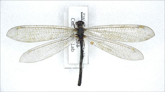 [태안해안] 신규 발견종(맵시명주잠자리(Myrmeleon bore))