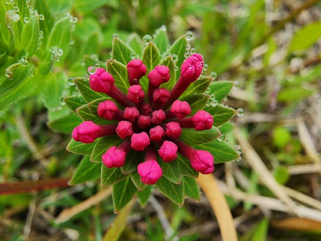 제주 동부오름에서 발견된 멸종위기종 피뿌리풀