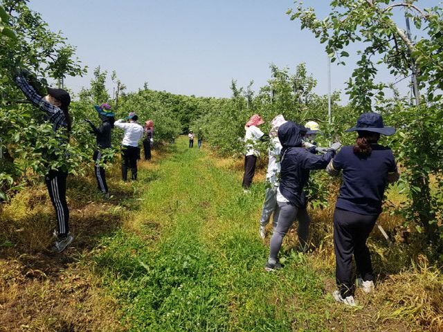 7.보건소 직원 사과 적과 모습