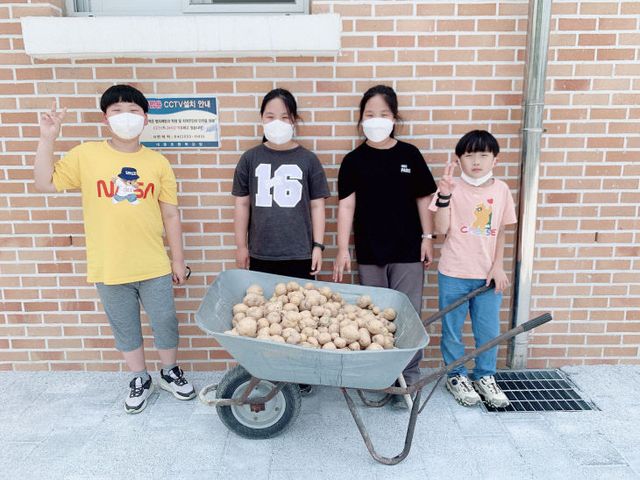 예산 대흥초, 뿌듯한 감자캐기2