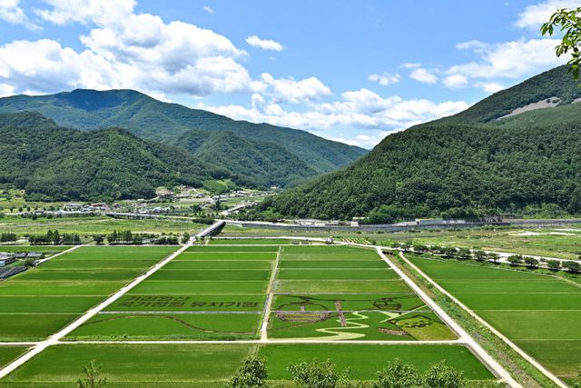 js20230624(가리왕산 국가정원 원 남평 유색벼)-02(JPZ_5516)