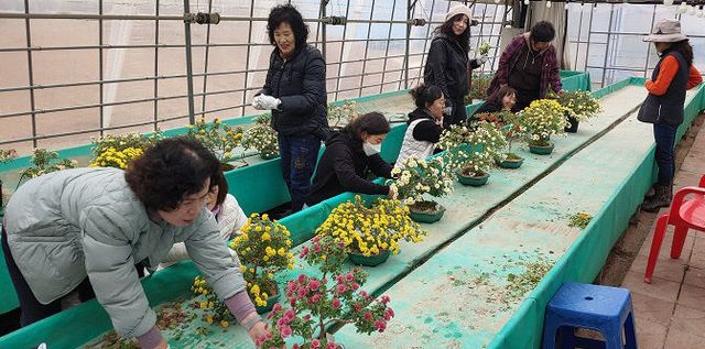 7 평택시 생활개선회 국화 분재 교육 작품전시회 개최