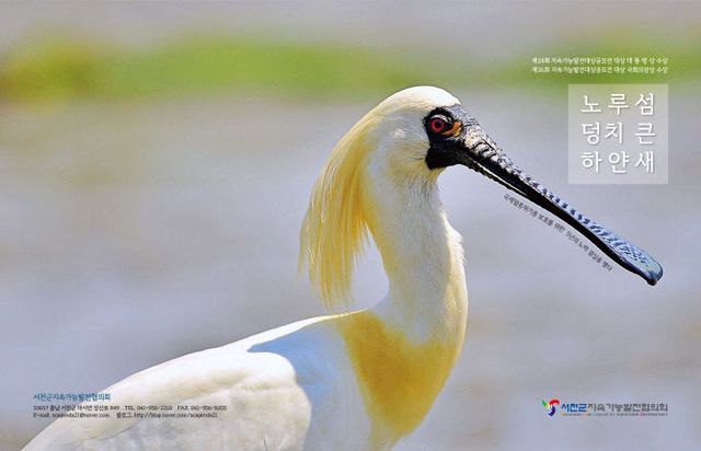 덩치큰 하얀새 표지