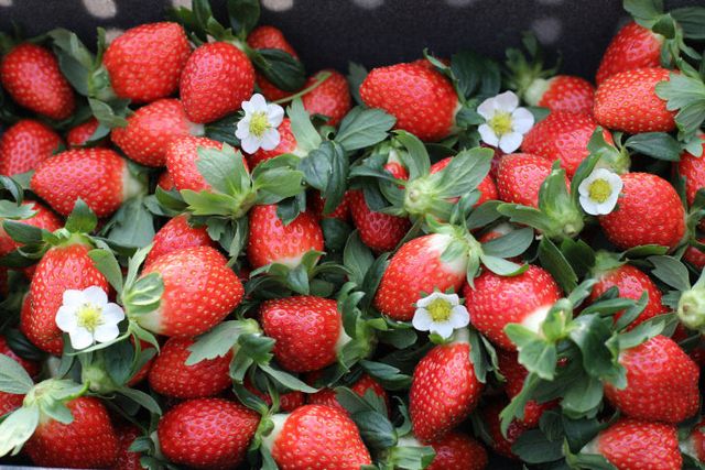 사본 -(사진2) 청년 농업인 스마트팜 딸기 수확(2)