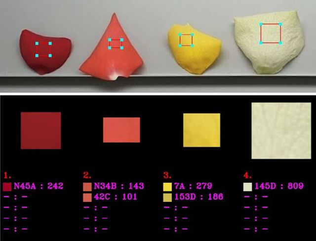 3. (색채영상분석 프로그램) 꽃잎사진을 찍어 색상 판별