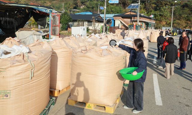 (자료사진) 2024년 공공비축미 건조벼 매입 (2)