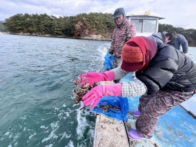 4-1 고성군 해삼씨뿌림 사업 추진, 해삼종자 24만미 방류