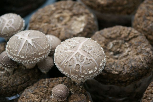 국립산림품종관리센터_사진자료_표고 '참아람'