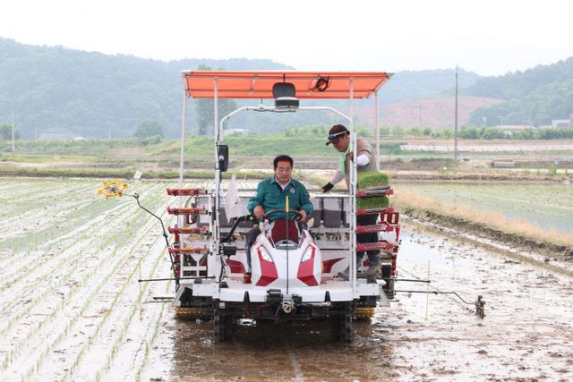 모내기 관련 사진