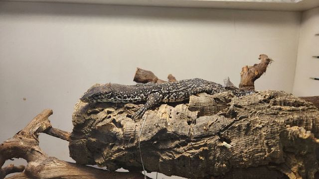 국립생태원이 보호하고 있는 시밀리스왕도마뱀