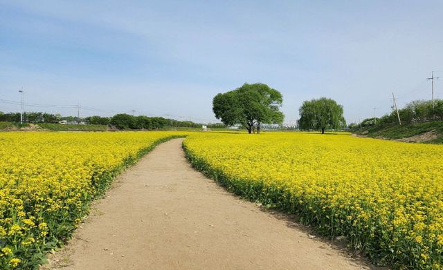 청주시, 무심천 수변 유채꽃밭 조성
