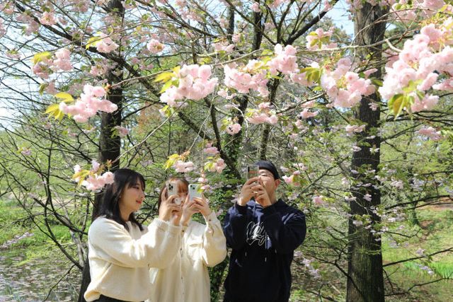1. 천리포수목원 벚나무 오조친