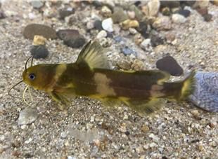 멸종위기종 꼬치동자개 성어