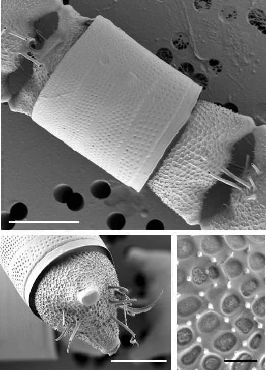 오돈텔라 아우리타