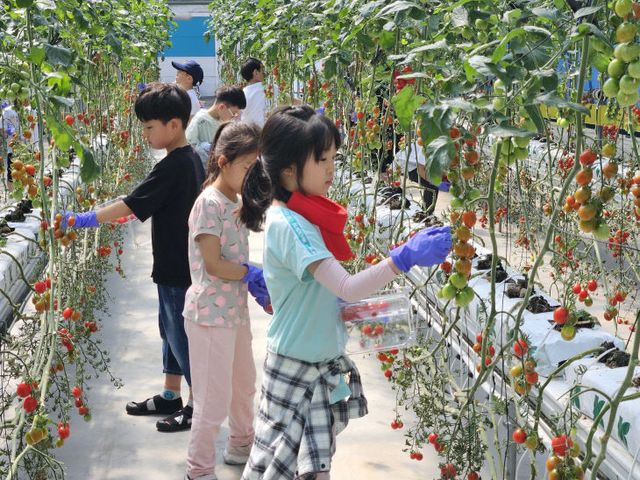 청양농업기술센터 방울토마토 수확체험