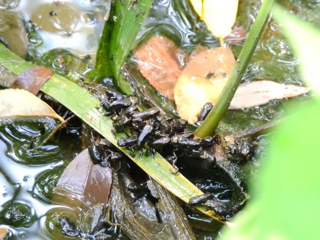 양서류생태공원 새끼두꺼비 이동(두꺼비생태공원 거울못)