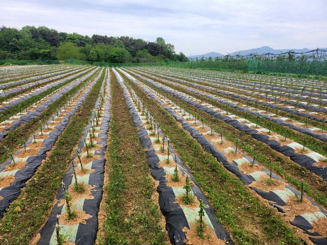 다축묘목포장_조성