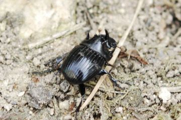 애기뿔소똥구리(Copris tripartitus) 수컷