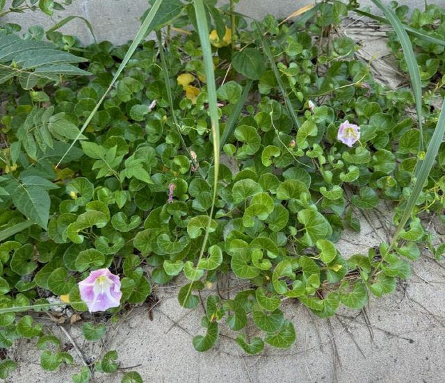 항산화 효능이 확인된 갯메꽃