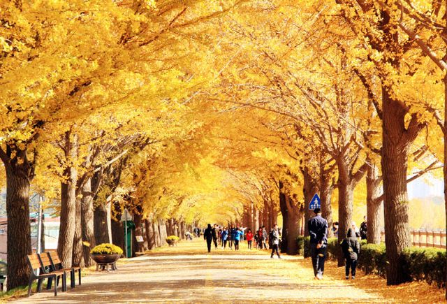 곡교천 은행나무(출처-아산시 홈페이지)