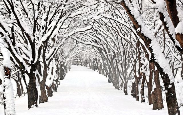 순백의 설경과 고요한 숲길 보러 떠나자!” (1)