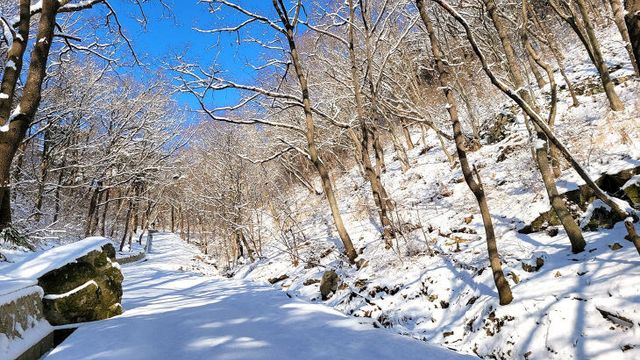 순백의 설경과 고요한 숲길 보러 떠나자!” (6)
